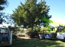Kwikfynd Tree Management Services
paracombe